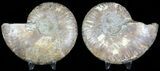 Polished Ammonite Pair - Agatized #45485-1